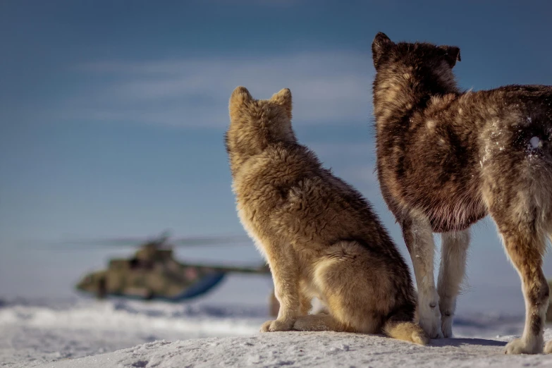 two dogs standing on the snow and facing away