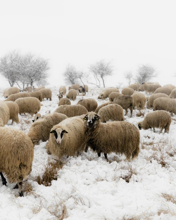 a herd of sheep walking in a snow covered field