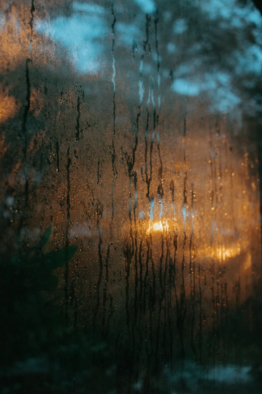 trees are reflected in the wet window on a rainy day