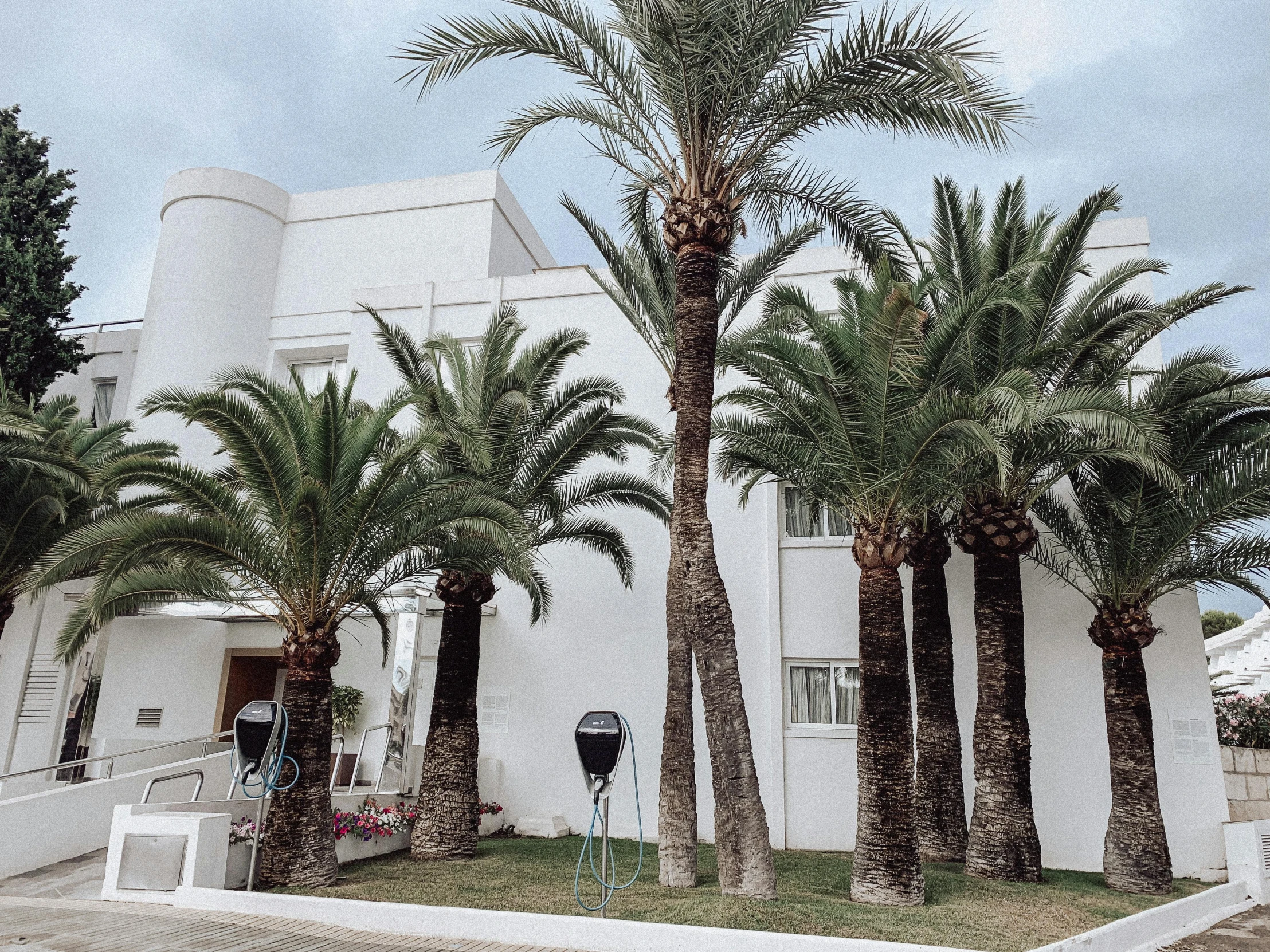 palm trees line the street near a white building