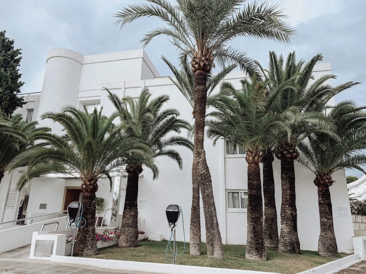 palm trees line the street near a white building