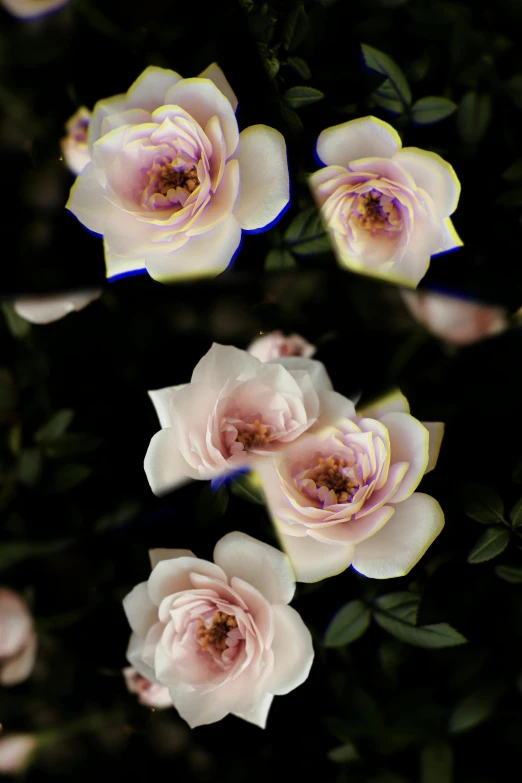 a bunch of pink roses against the dark background