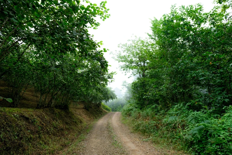 a dirt road in between some green trees