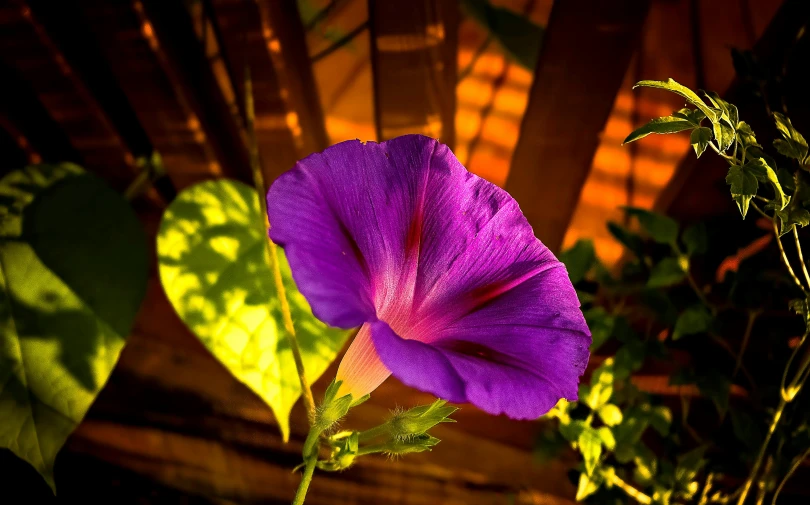 a purple flower in front of a fence