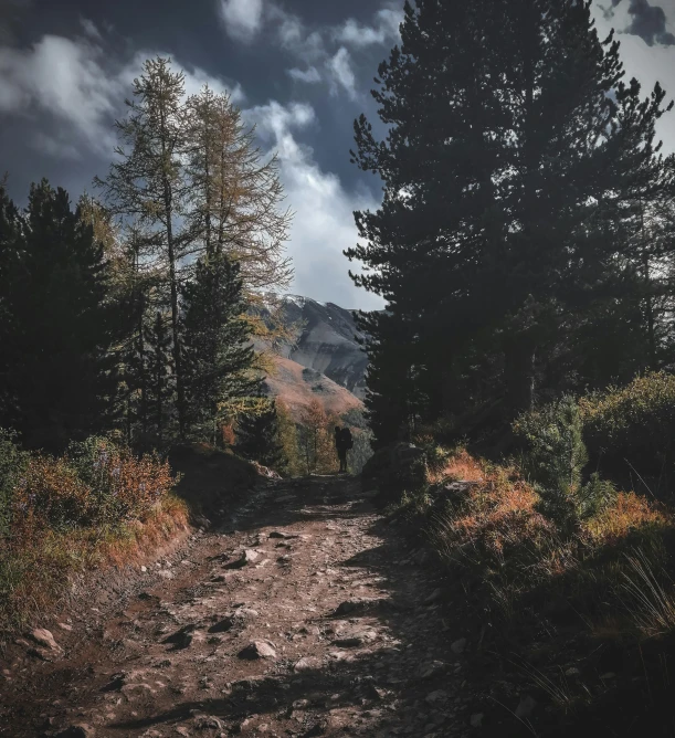 dark night in the forest, with dark clouds and trees