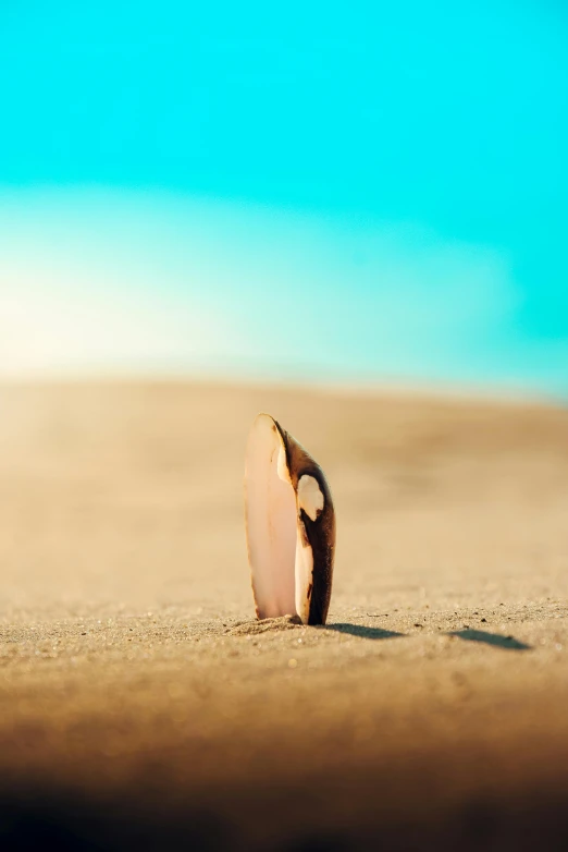 a sand covered beach with small white objects