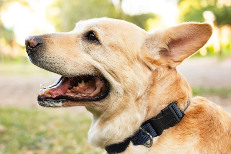 a close up of a brown dog with a collar on