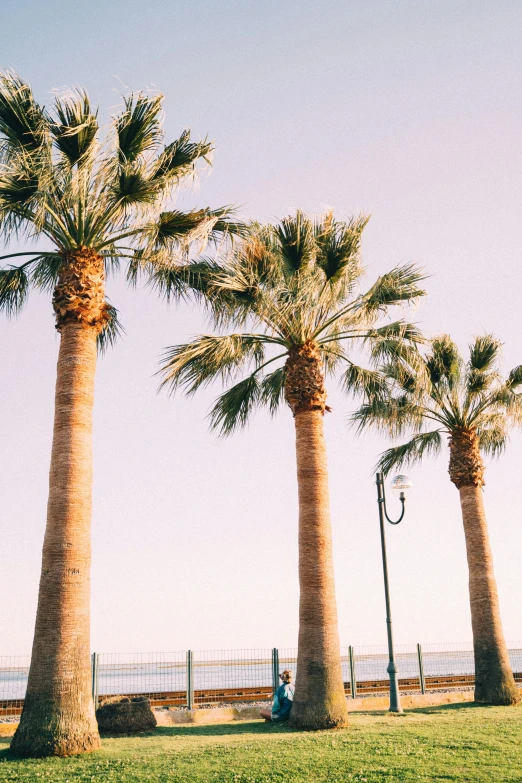 a person sitting in the grass underneath three palm trees