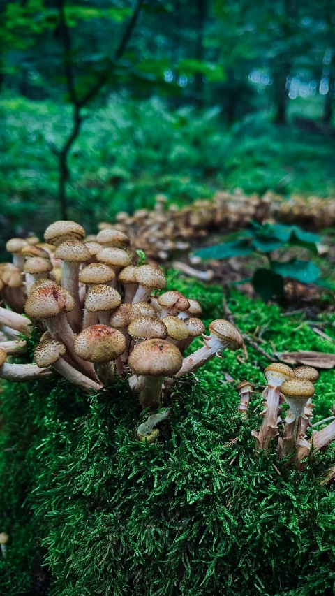 a large group of mushrooms are growing on the moss