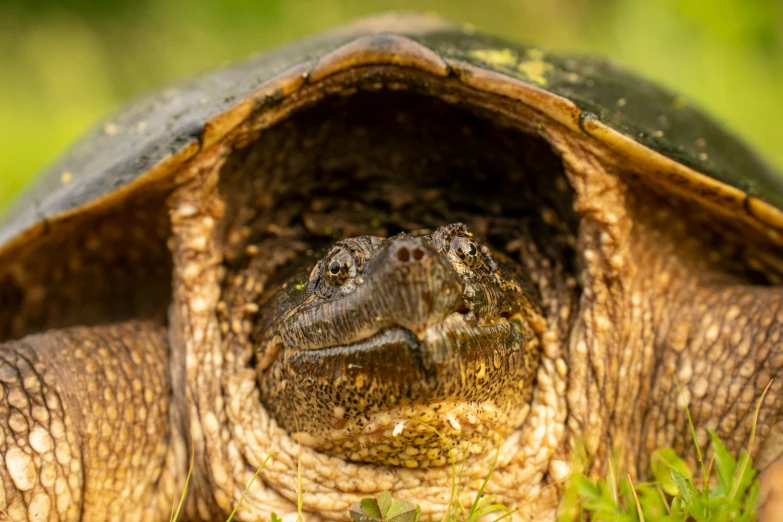 a large turtle sitting on the ground next to green grass