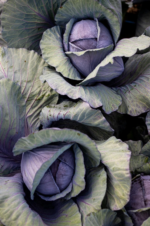 cabbage with leafy green leaves in a garden