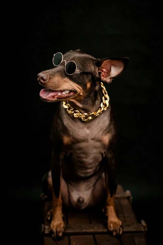 dog wearing sunglasses on a bench with the dark background