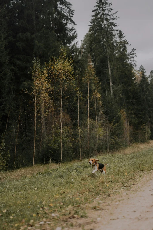 dog running along path near trees with gray sky in background