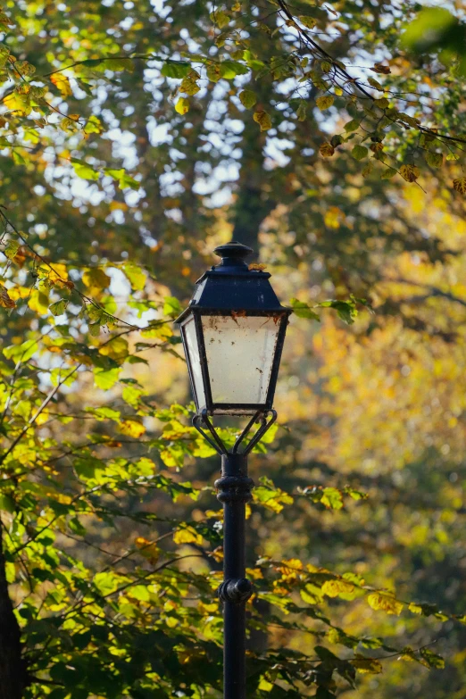 a lamp post that is lit up under a tree