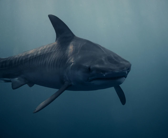 a large blacktip shark swimming in the water