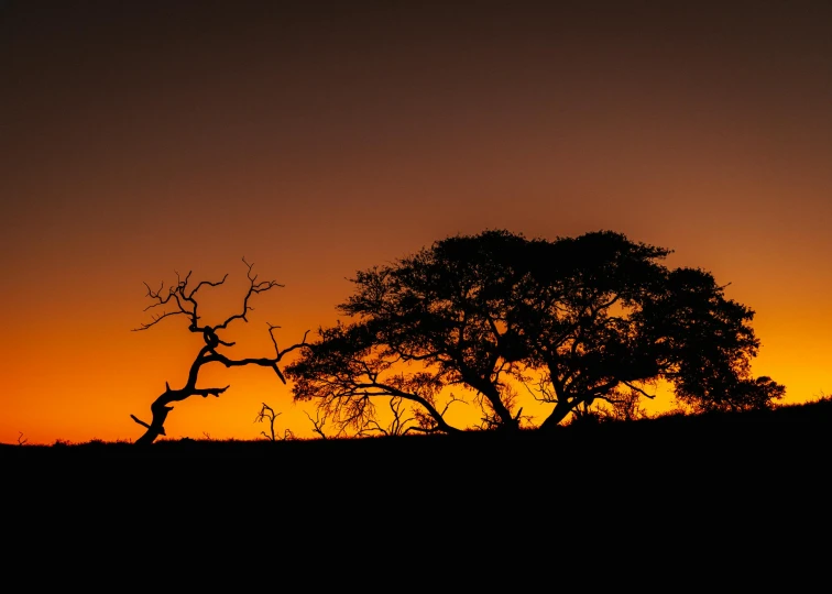 a lone tree silhouetted by the setting sun