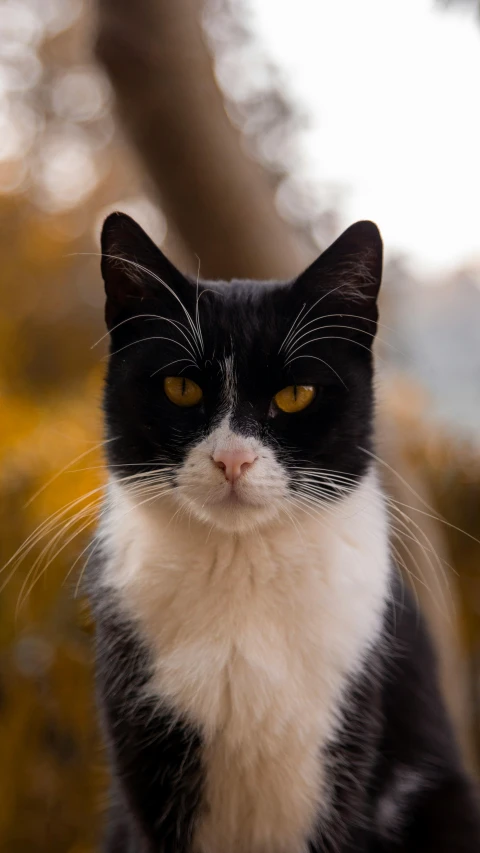 a black and white cat with yellow eyes