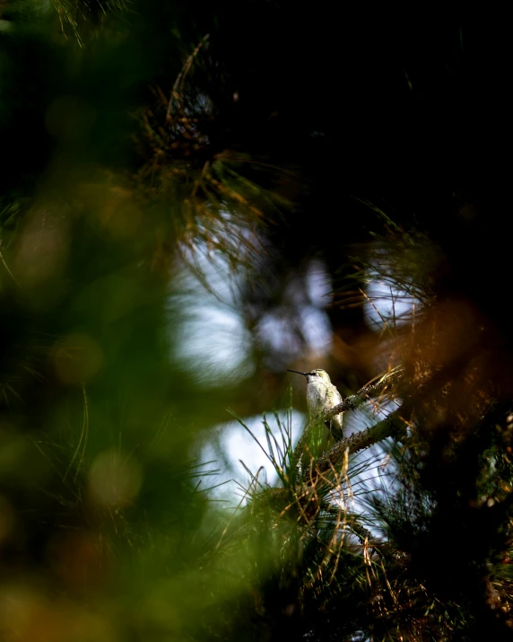 a bird is perched on the nch of a pine tree