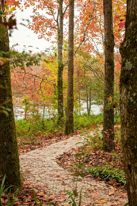 an empty path surrounded by trees on a bright autumn day