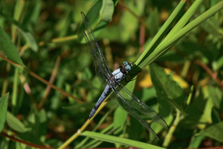 a blue dragonfly resting on the grass and looking up