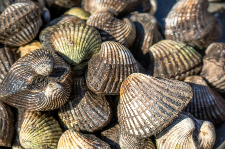 this is several large, colorful clams in various sizes