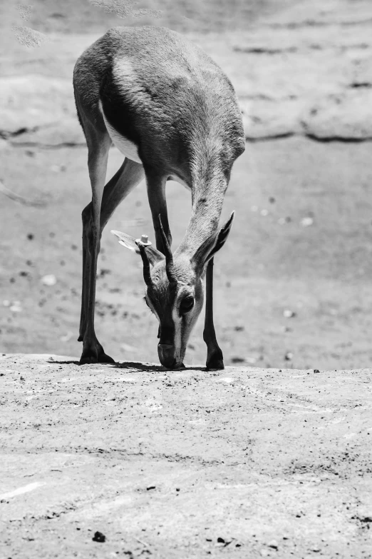 a small deer eating soing on the ground