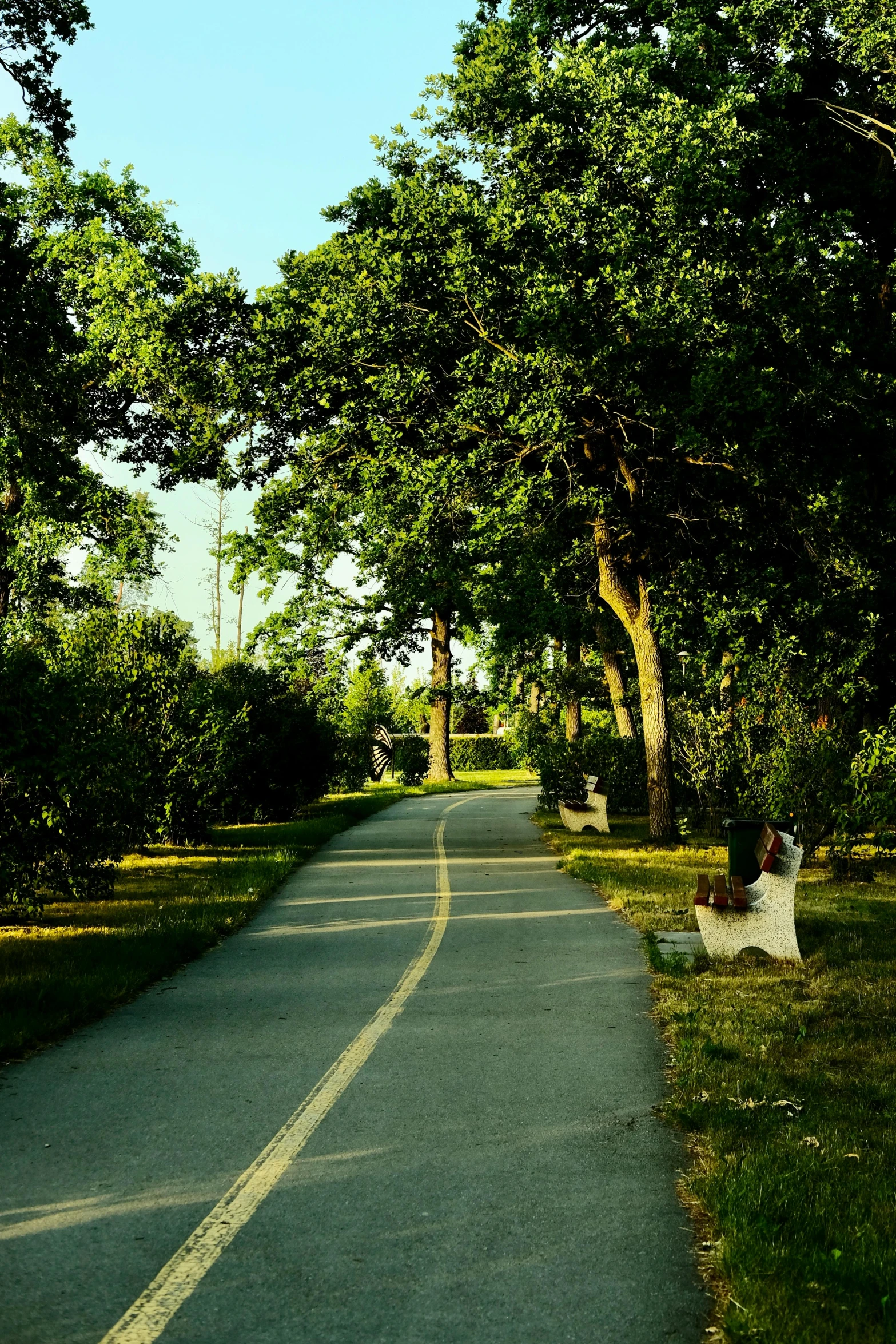 trees line the street beside the trees with grass on both sides