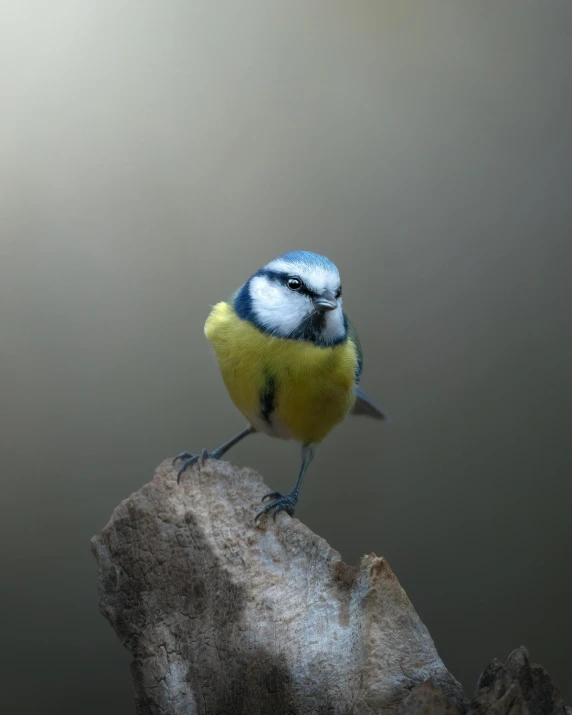 a small bird perched on top of a large rock