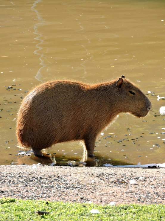 the capybara walks along the shore as muddy waters approach