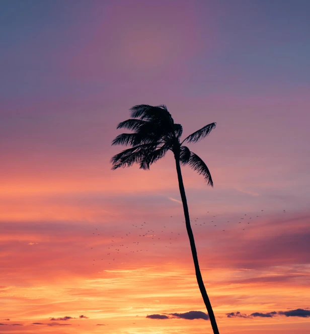 a palm tree against an orange sunset