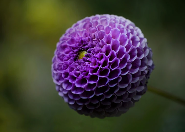 a small purple flower on the stem with leaves in the background