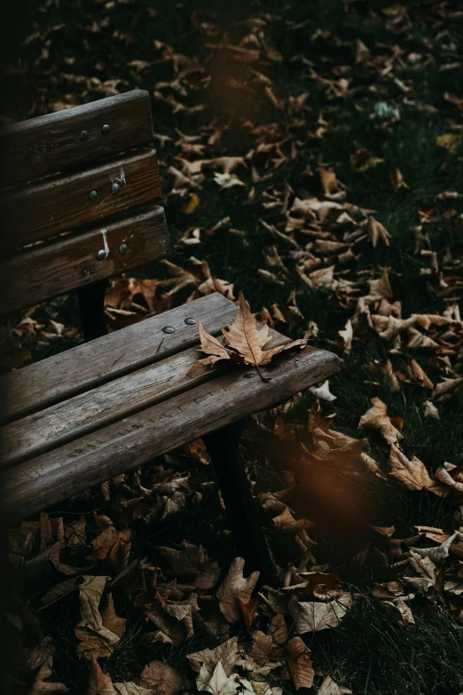 a wooden bench is placed among the leaves on the ground