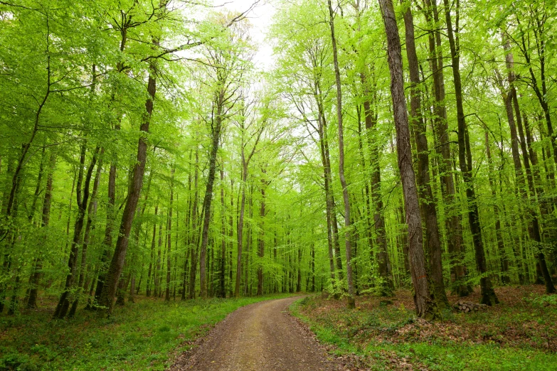 a dirt road that has been paved with some green leaves