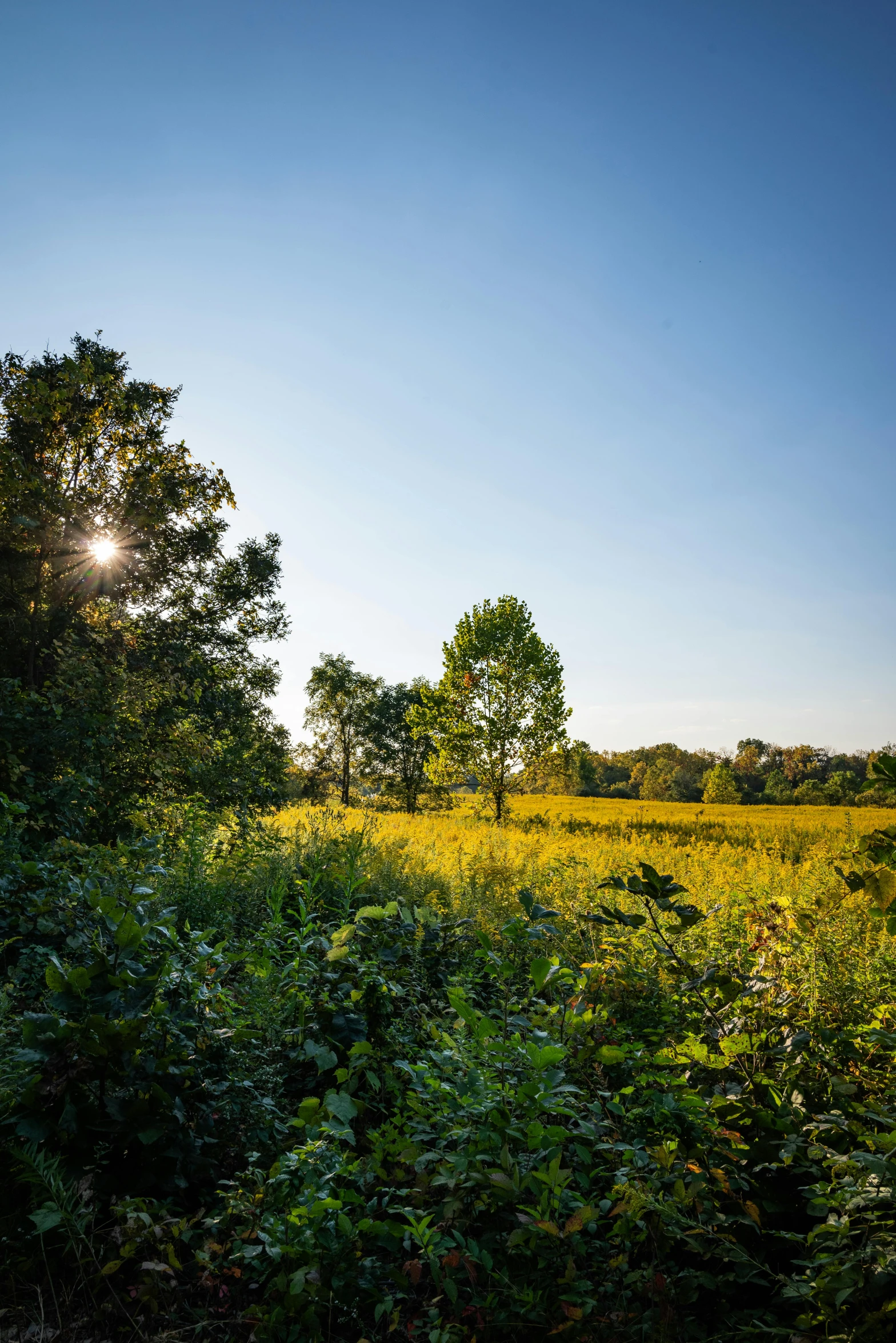 a field with a bunch of trees and grass near by