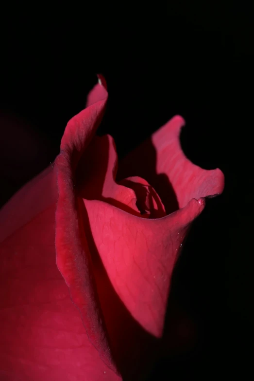 the back end of a pink rose with water droplets