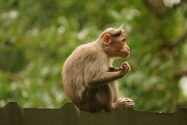 a small monkey sits on top of the fence