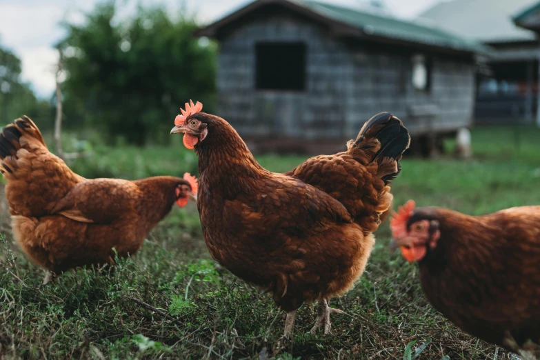 there are three chickens standing together in the grass