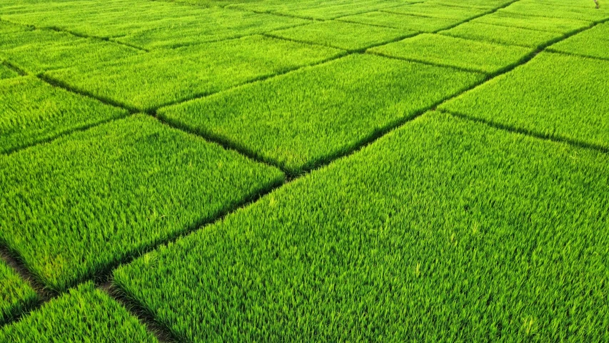 an aerial view of a green field that has squares and lines of grass