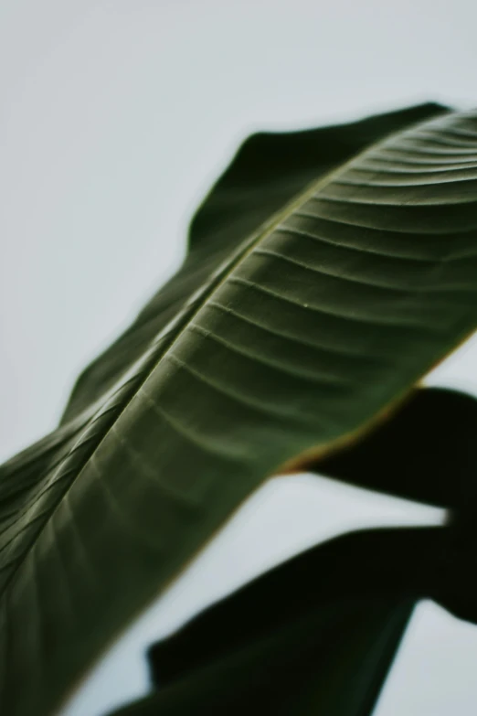 the background of a large green leaf