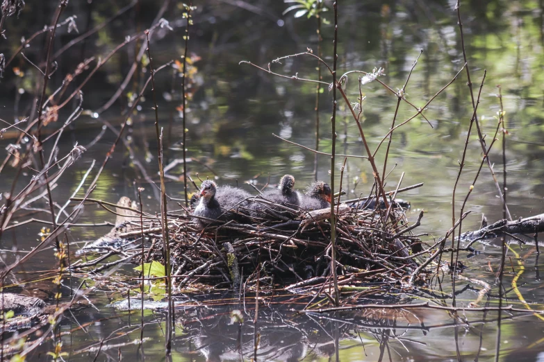 some very cute little birds in a big pile of hay