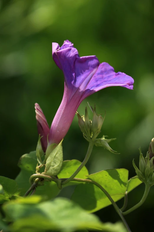 purple flower with green leaves on the outside