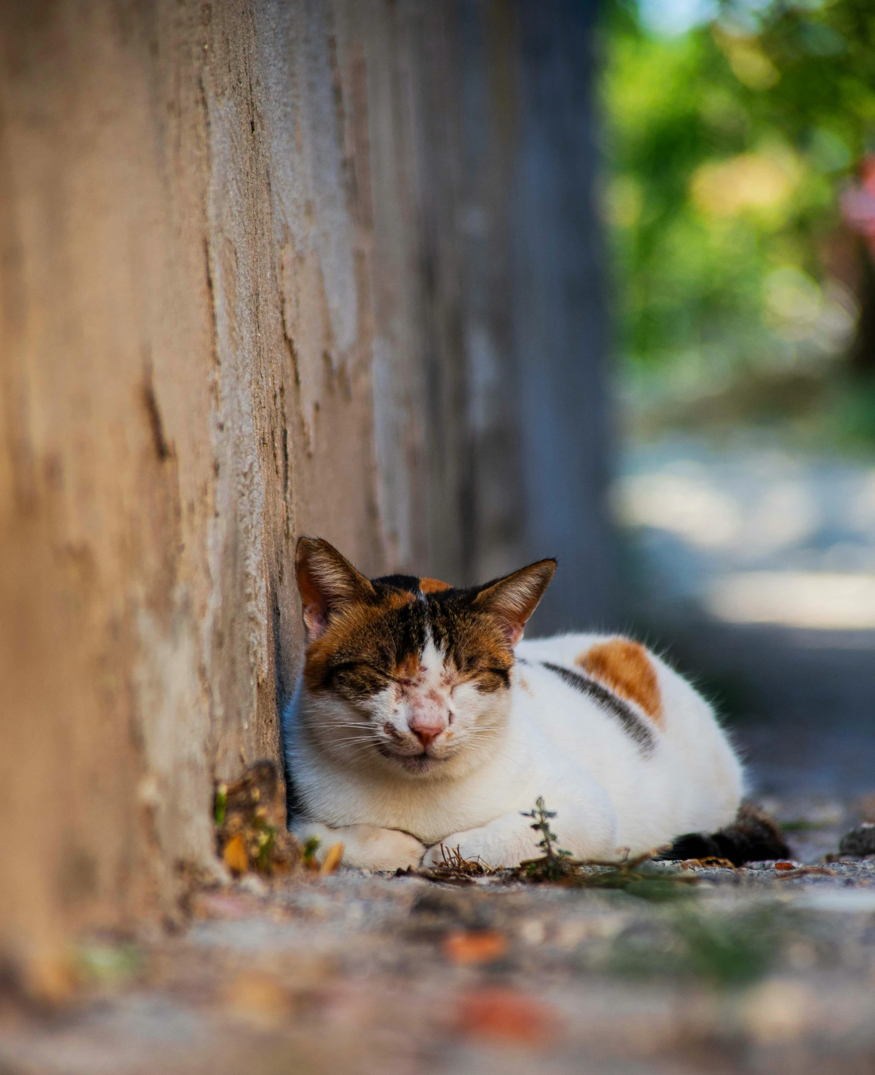 a calico cat resting on the ground next to a wooden pole