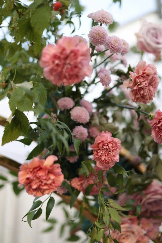 pink flowers on a nch by some buildings