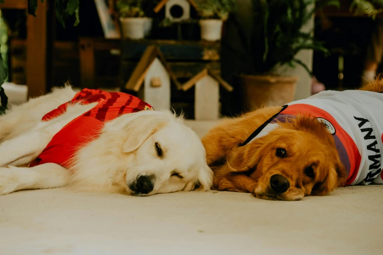 two dogs that are laying down on the floor