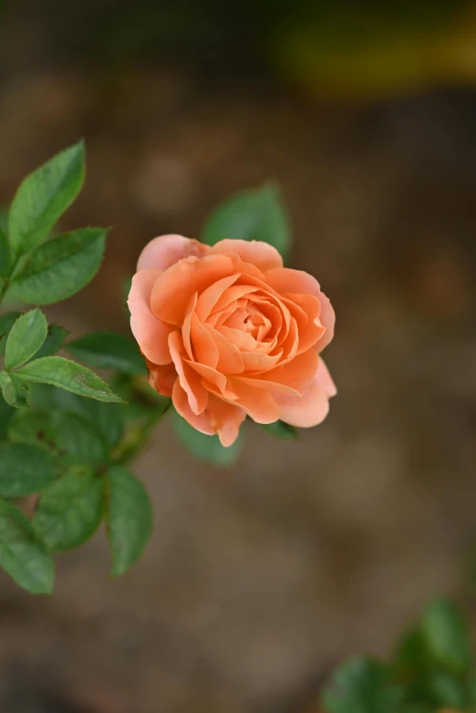 the flower is starting to open on the plant