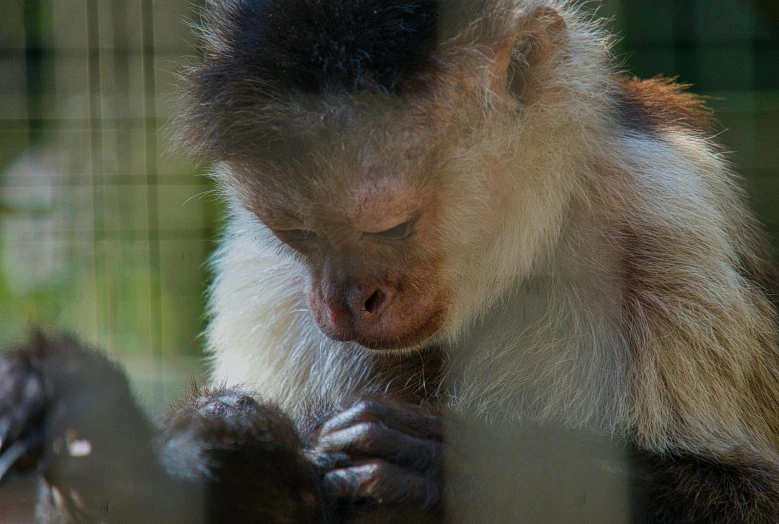 a brown monkey looking down at a piece of wood