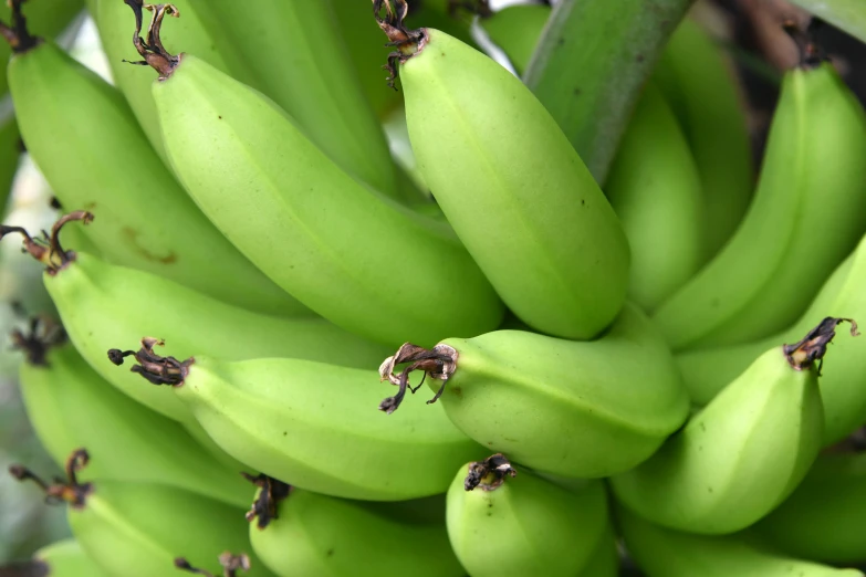 a bunch of green bananas growing on some plants