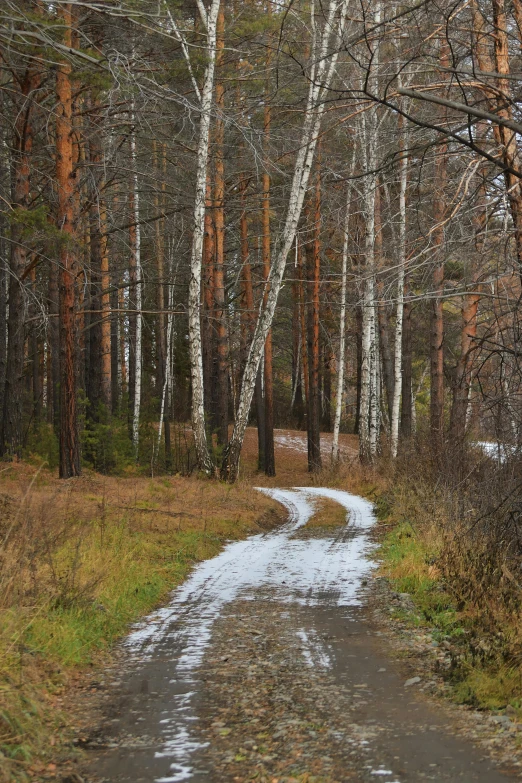 a path through the woods with snow on it