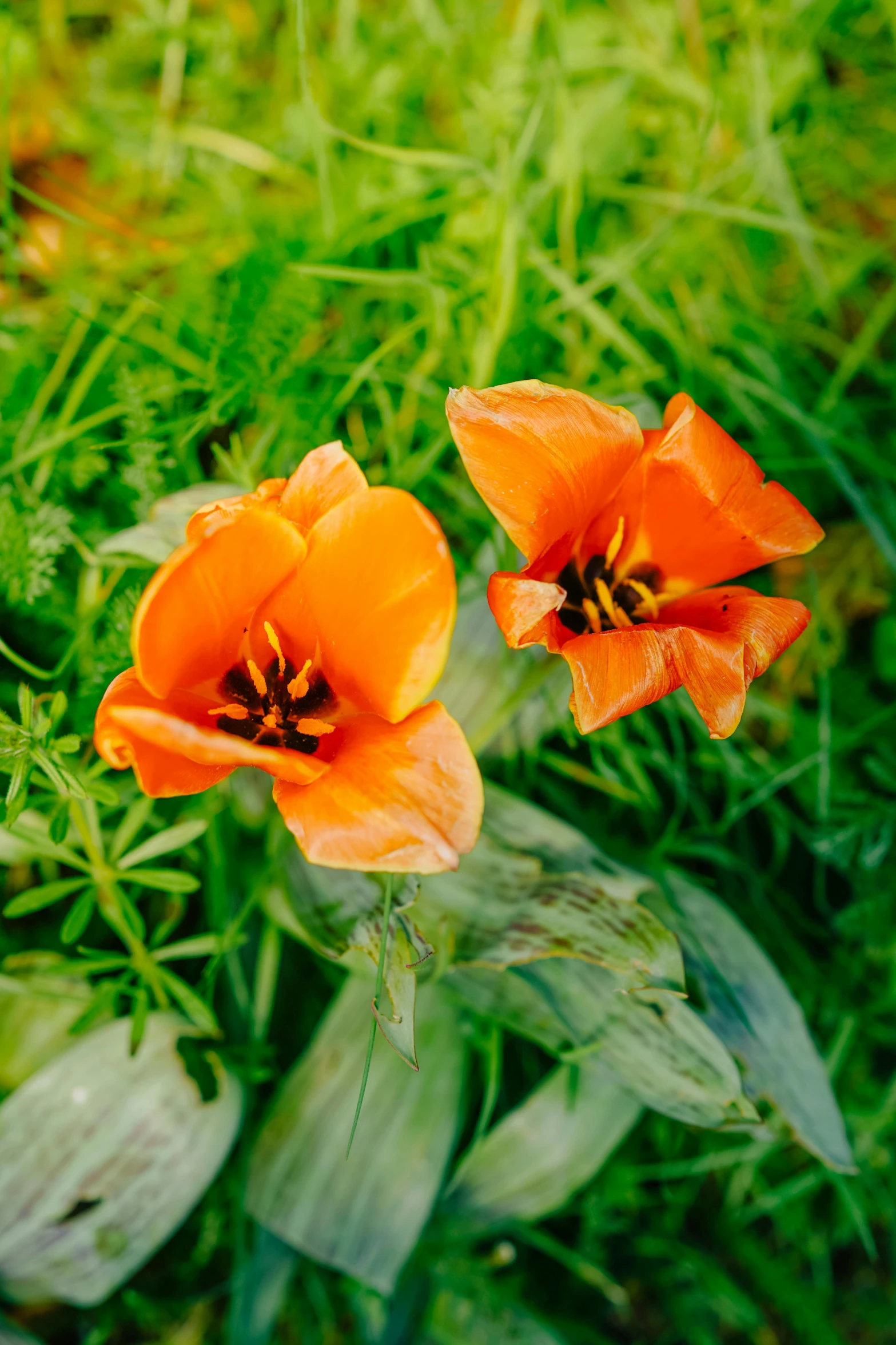 two flowers with green leaves near one another