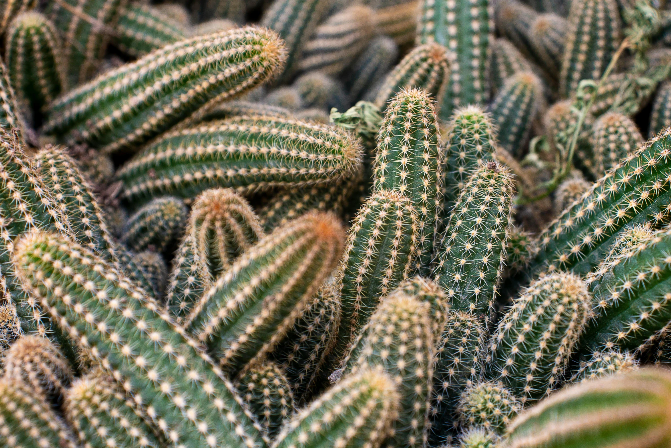 a plant that looks like some green cactus plants